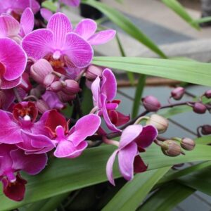 orquidea Orquídia phalaenopsis en test