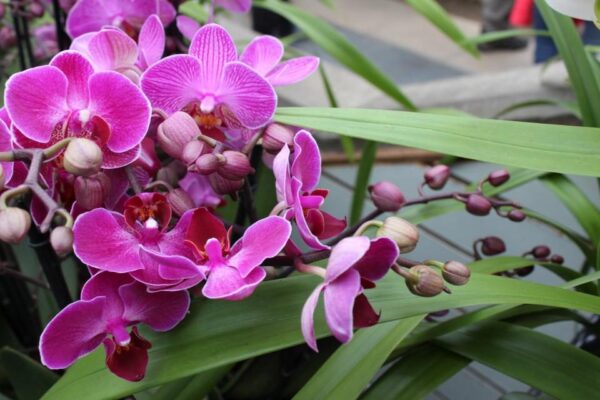 orquidea Orquídia phalaenopsis en test